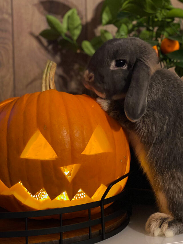 10 gardžių Helovino idėjų